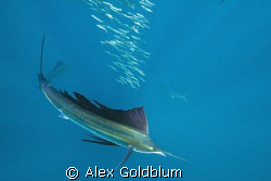 Sailfish hunting Sardines by Alex Goldblum 